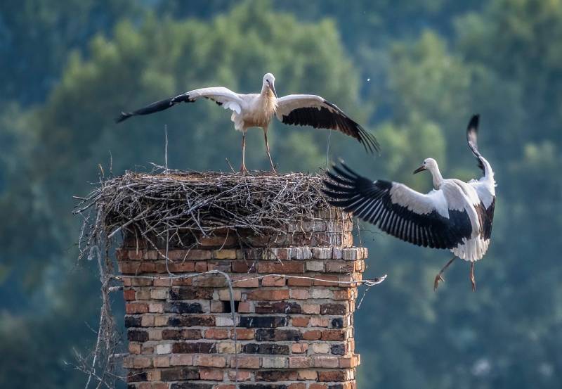 Professional Chimney Animal Removal Services in Annapolis, Maryland