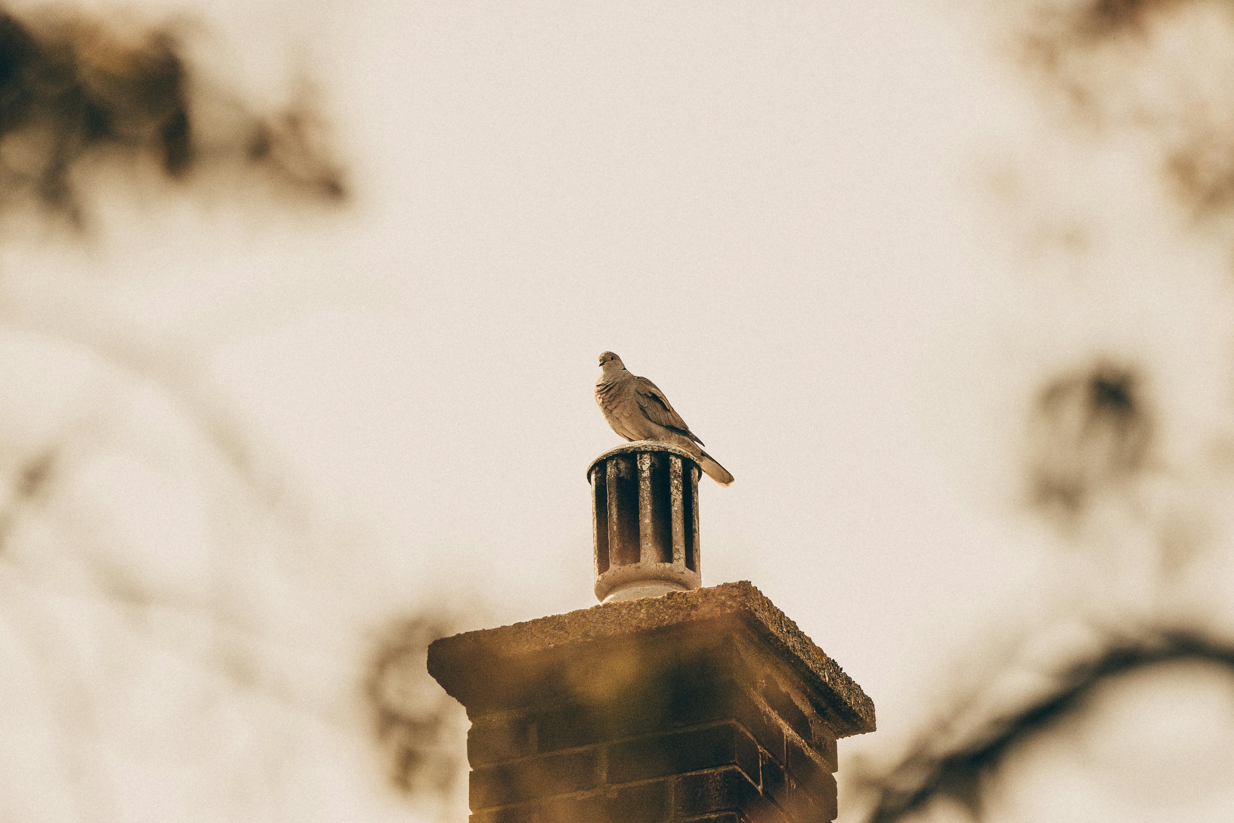 Expert Chimney Cap Installation in Annapolis, Maryland